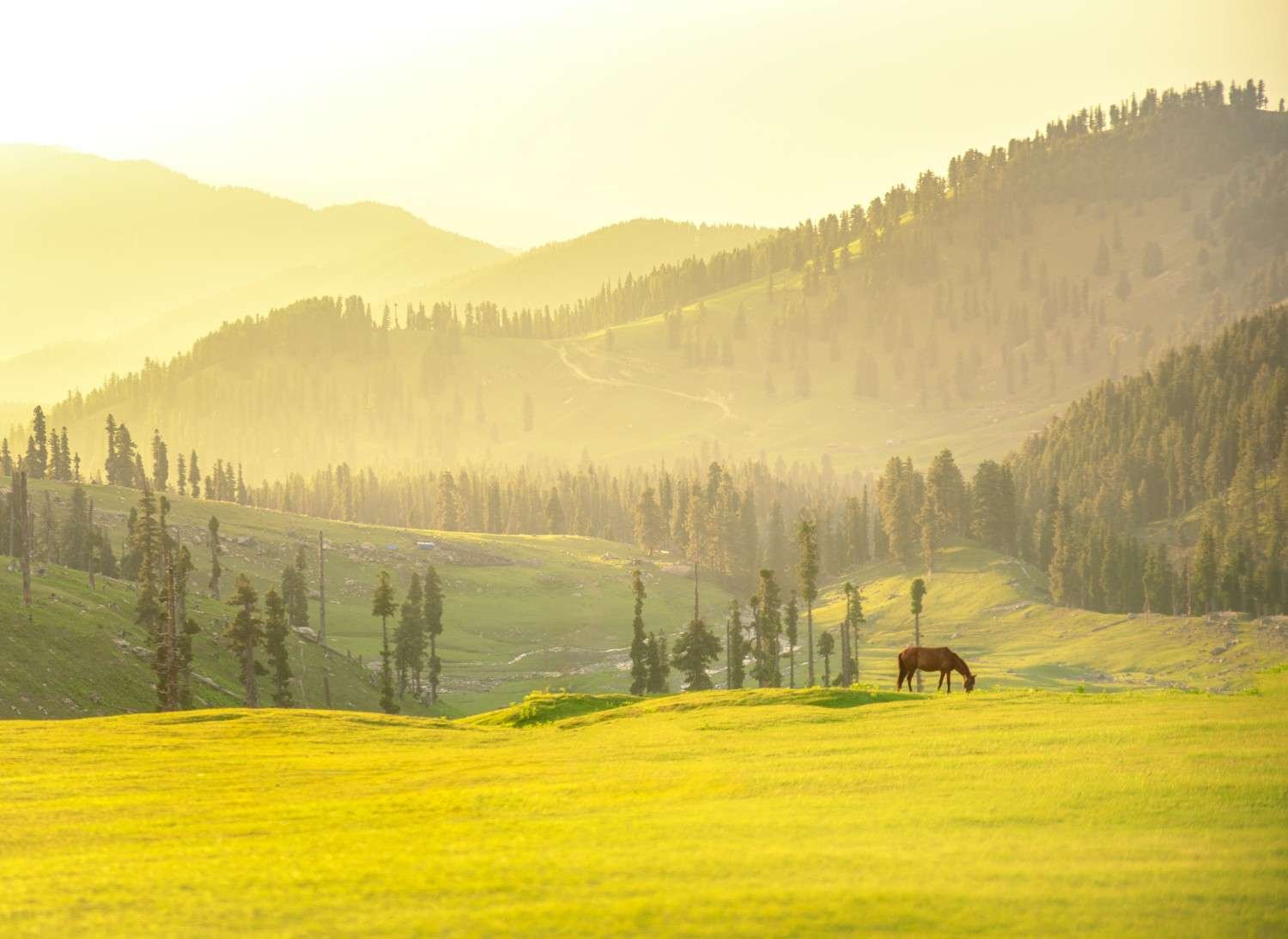 Golden morning light across a Kashmir meadow