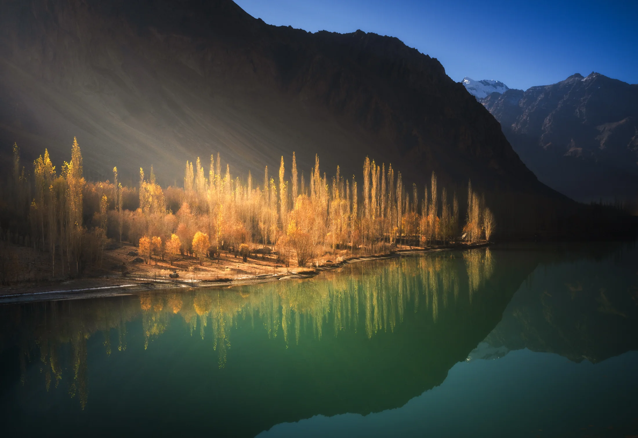 Golden autumn trees reflected in a Ladakh lake